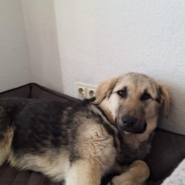 Zuhause gesucht für Suki — Mischling