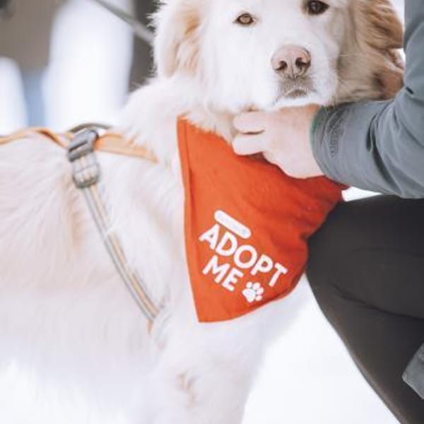 Wuschel Medo sucht seine Familie! — Mischling