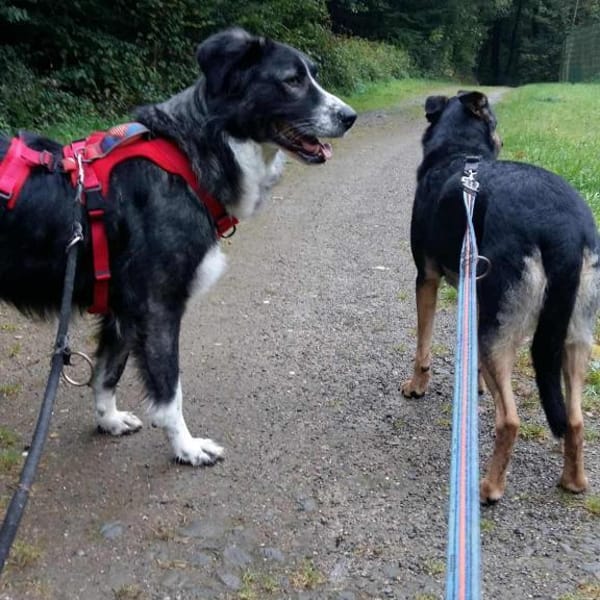 Anima, Schönheit sucht Körbchen — Shund