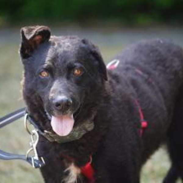 Pepper sucht dringend ein Zuhause — Mischling