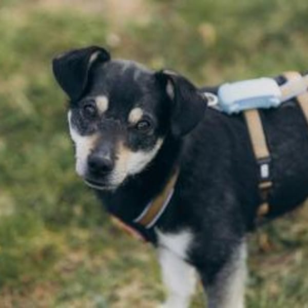 Idefix sucht eine aktive Familie — Miachling