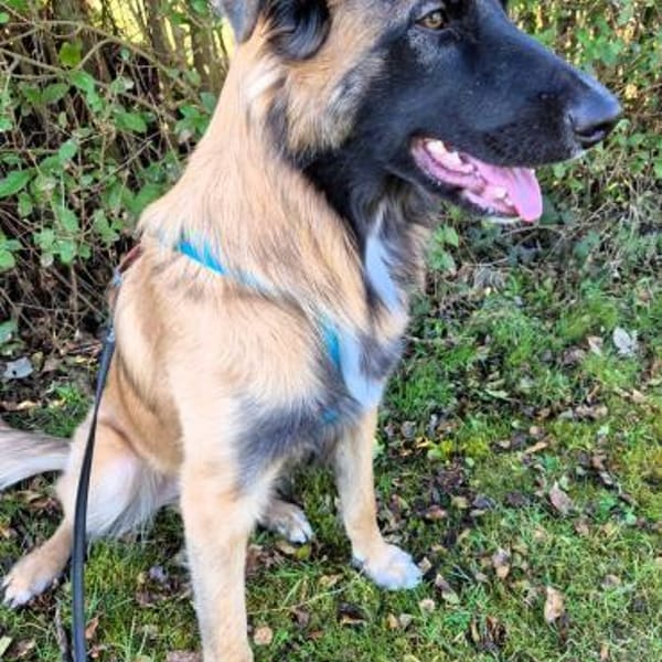 TEDDY sucht seinen sensiblen Menschen — Labrador Retriever-schäferhund