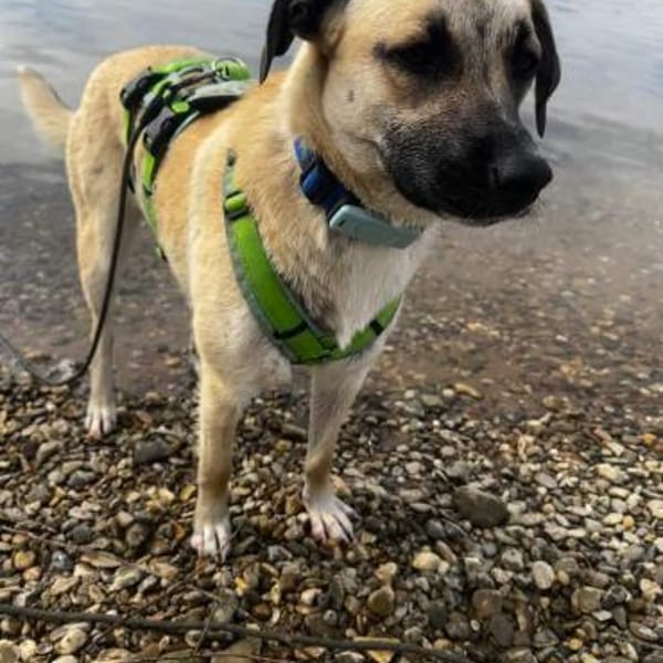 Jacky - sucht die richtigen Menschen — Mischling