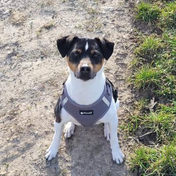 Toller Bodeguero sucht Einzelplatz — Bodeguero