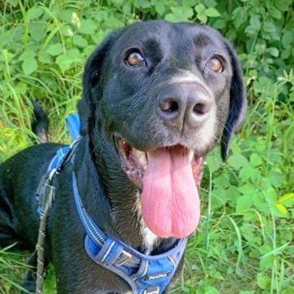 Nova, jung, dynamisch, sehr lieb — Labrador Retriever