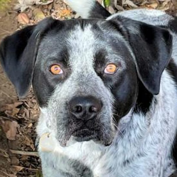 MERCEDES - aus dem Canile gerettet — Mischling