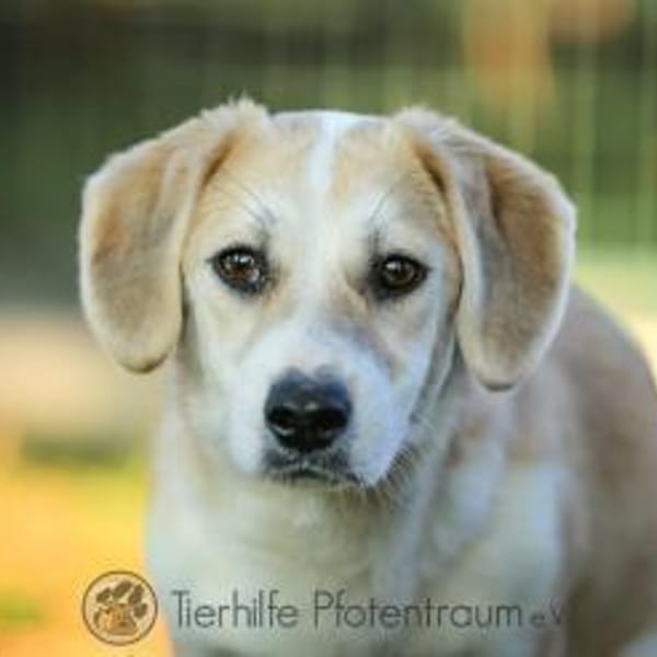 Pixie - fröhlich, freundlich & verspielt — Mischling