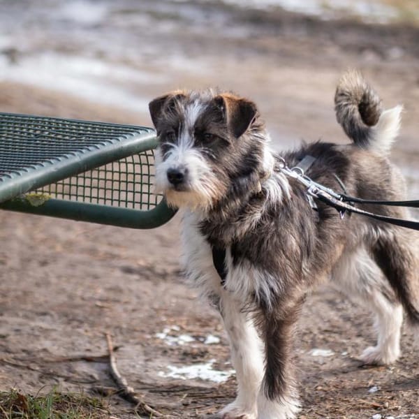 Nika - Tolle Hündin auf PS in NRW — Mischling