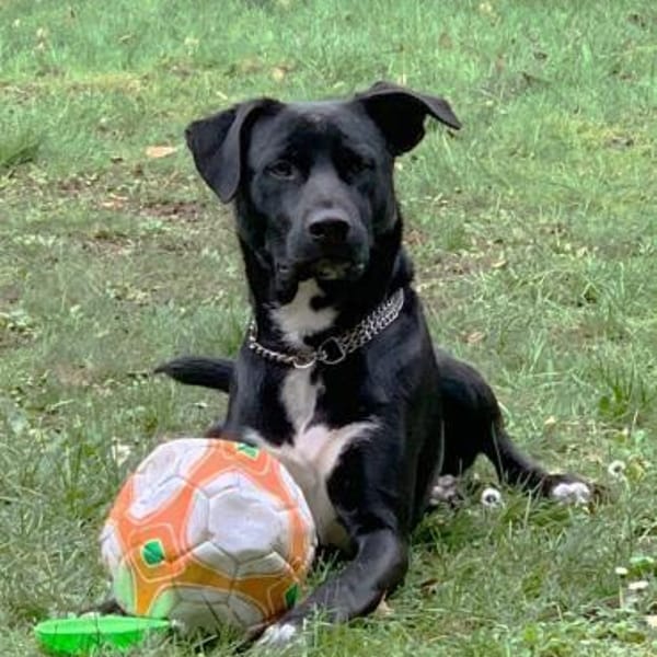 Benji sucht neues erfahrenes Zuhause — Mischling