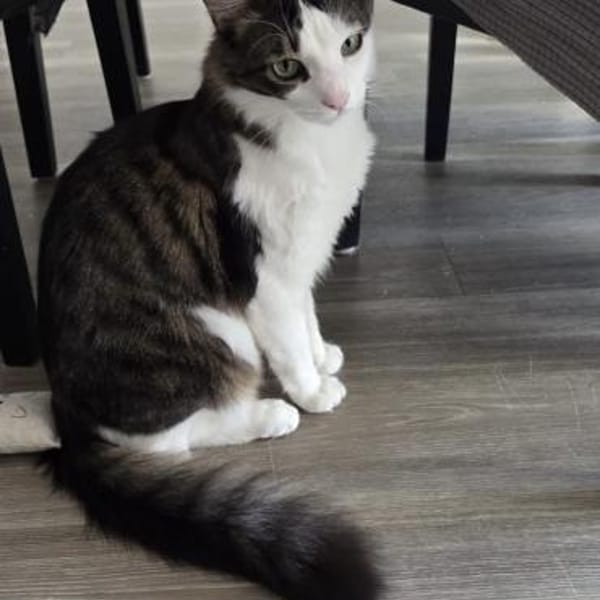 Titos aus dem Tierschutz — Maine Coon