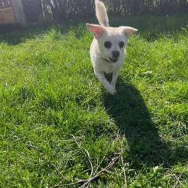 Bella kl. Seniorin — Chihuahua