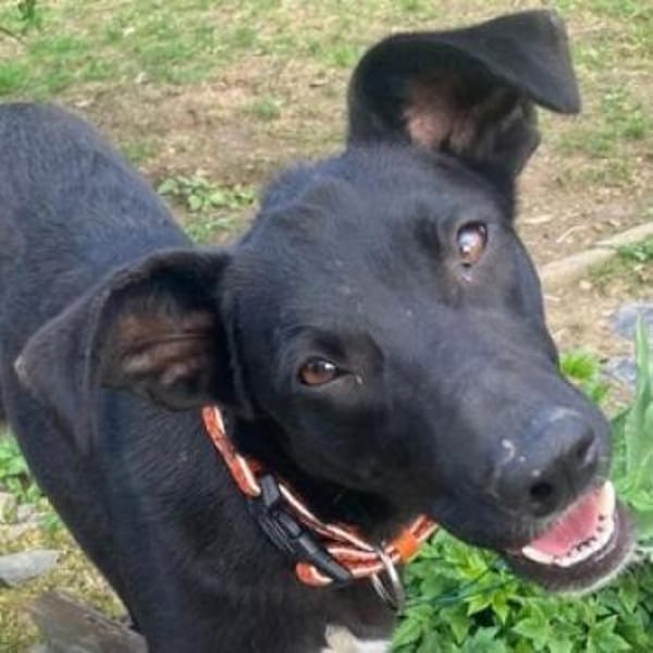 Hundemädchen LULU — Mischling