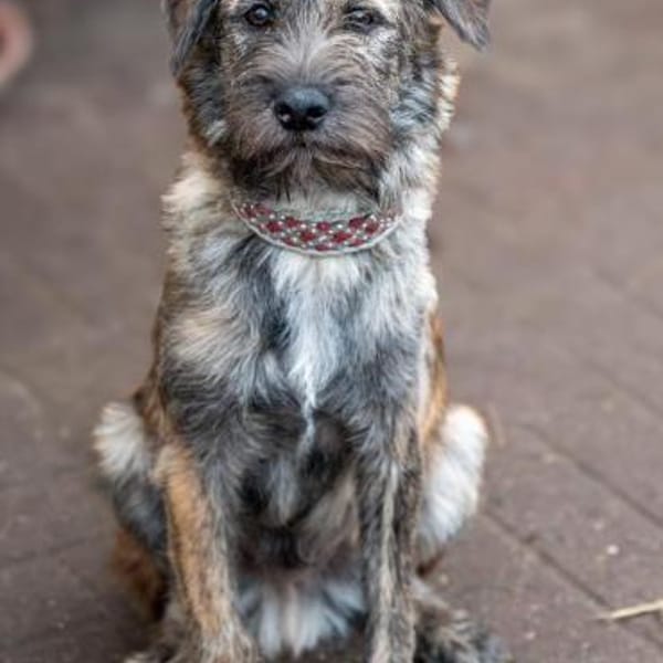 SAMBO sucht seine Menschen — Shund