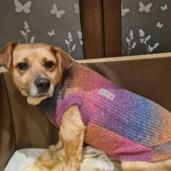 Lisa sucht dringend liebevolles Zuhause — Shund