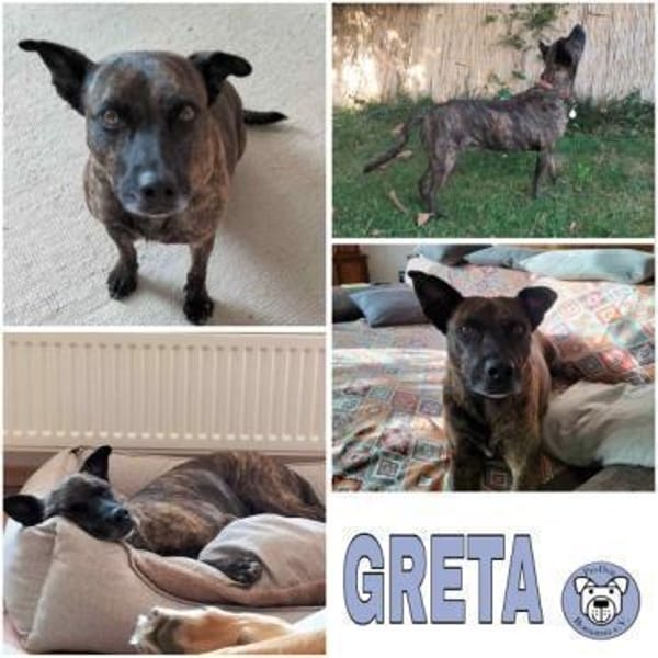 GRETA -Sonnenschein mit viel Charme- — Mischling