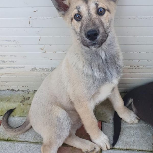 Skadi sucht aktive Menschen — Husky