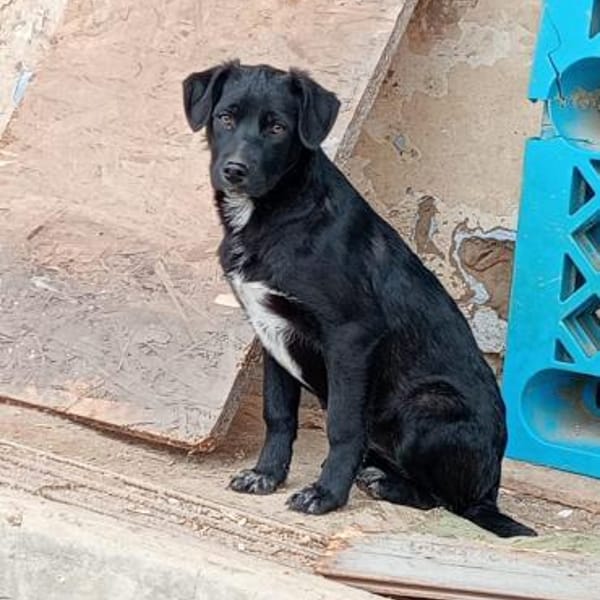 Juna hat schon viel gelernt — Mischling