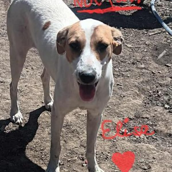 Vermittlungshilfe für Elisa — Terriermix