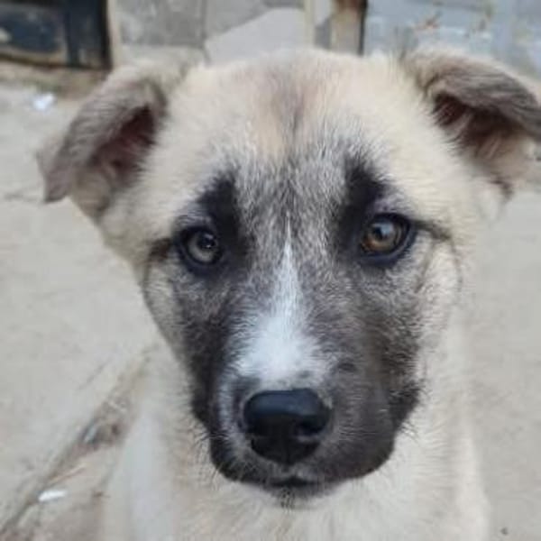 Ayla sucht aktive Menschen — Deutscher Schäferhund