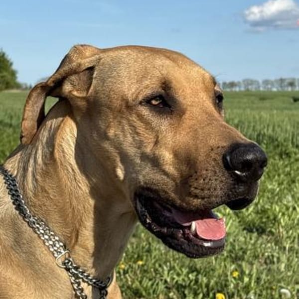 Frieda sucht erfahrene Menschen — Deutsche Dogge