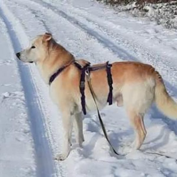 TOBIA jun. - auf PS in Rheinland-Pfalz — Mischling