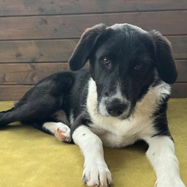 Dominik ein Traum von einem Welpen — Labrador Retriever