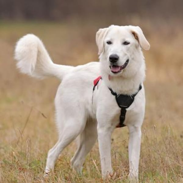 Junge Hündin sucht dringend neuen Platz — Griechischer Schäferhund Mix