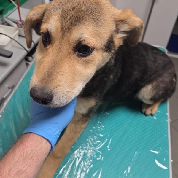 Quenn sucht das Glück — Mischling