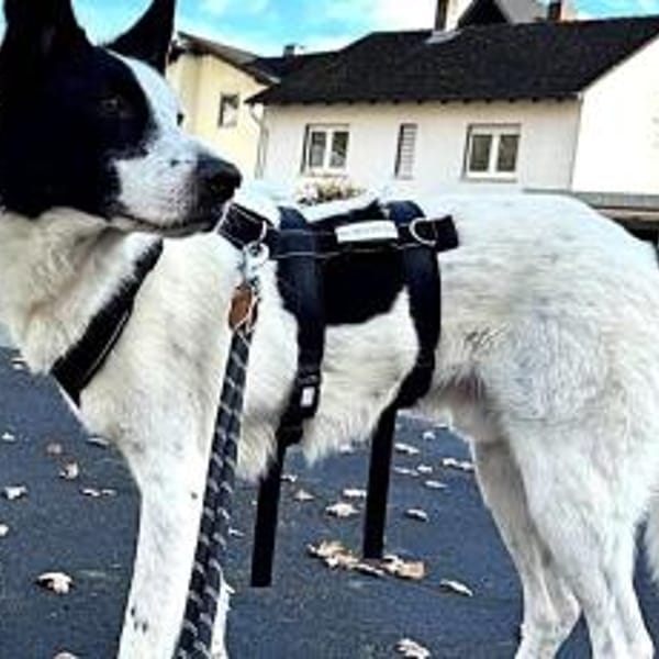 Solon will endlich ankommen! — Mischling