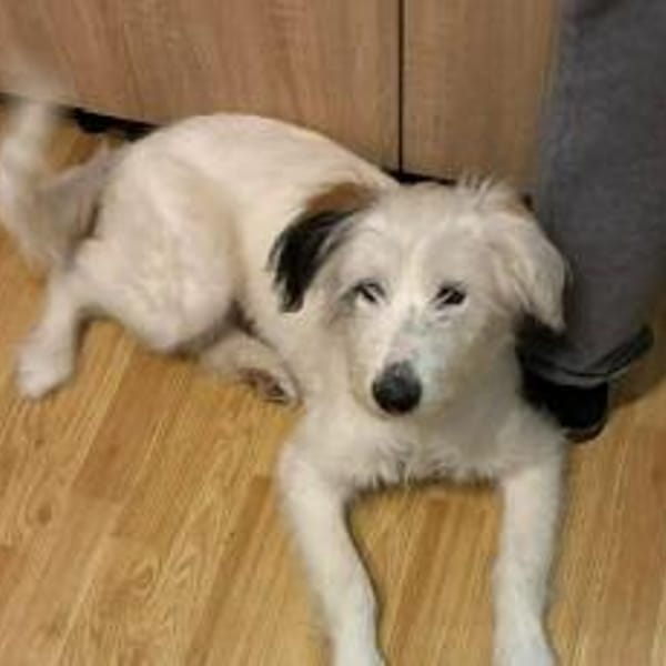 Die süße Dotty wartet auf dich — Mischling