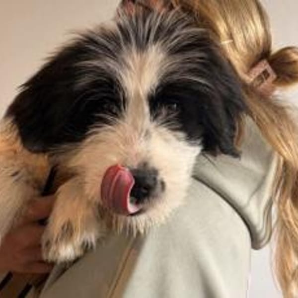 Ein kleines Herz Namens Rangy sucht — Mischling