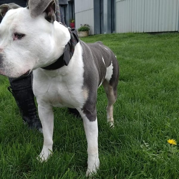 Sakho — American Staffordshire