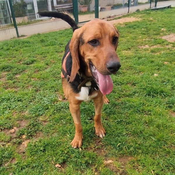 ARTHUR — Saint Hubert