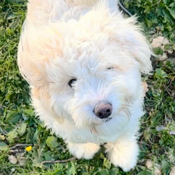 BOBBY — Bichon à Poil Frisé
