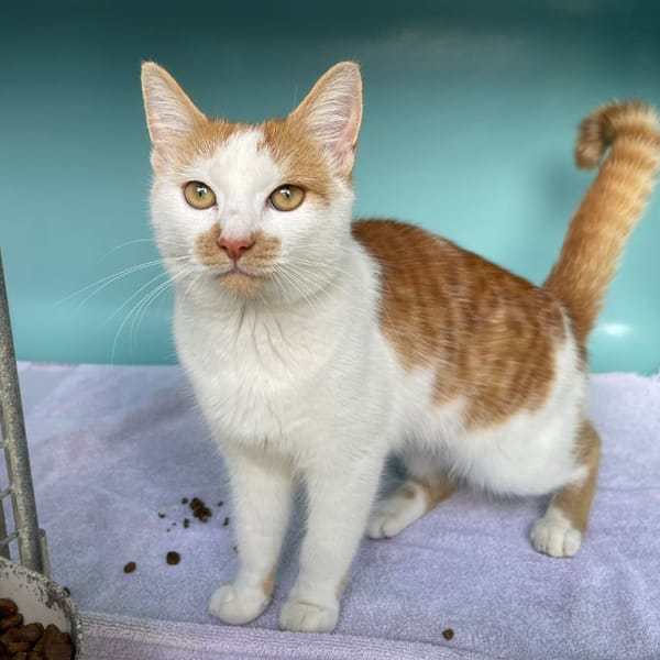 FRISBY — Européen