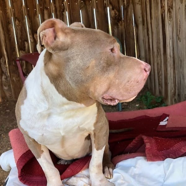 snow ( déja réservé ) — American Bully