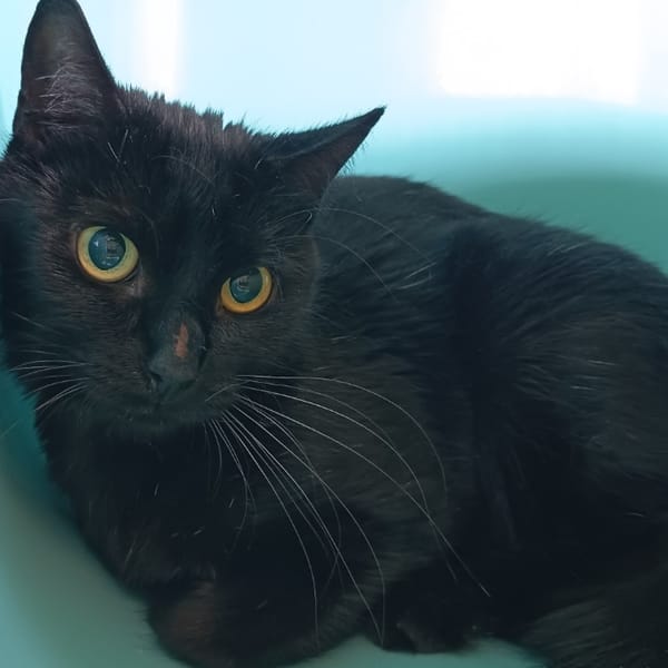 PEGGY C — Européen