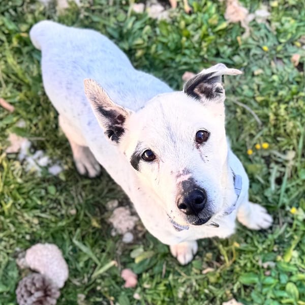 GUS — Jack Russel Terrier