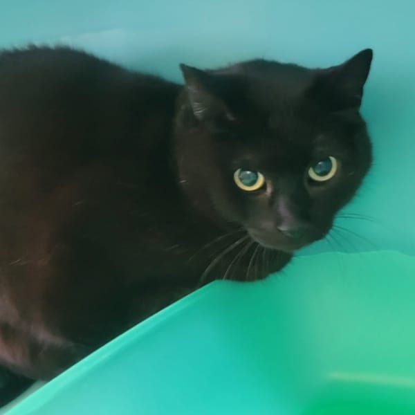 disney — Européen