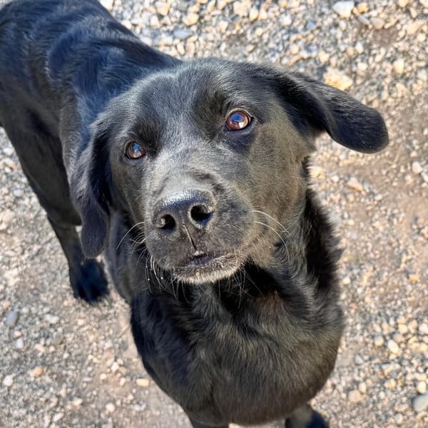 VICKY — Labrador Retriever