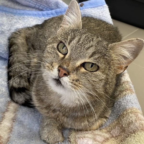 HECATE — Européen