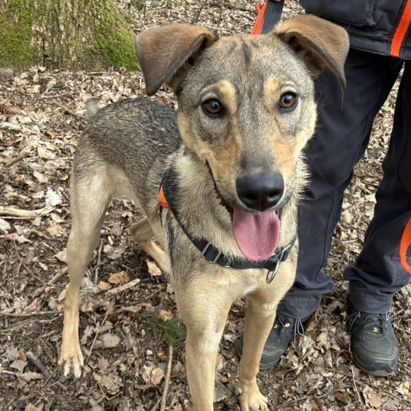 PLOUF dit NINJA — Berger Créole