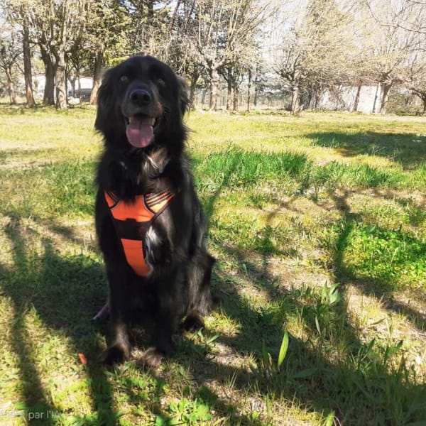 PIKACHU — Croisé / Autre