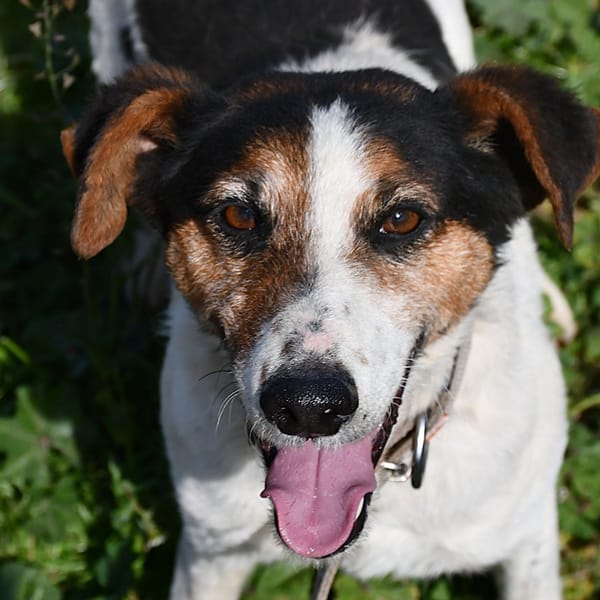 Paco (en cours d'adoption) — Fox Terrier Poil Lisse