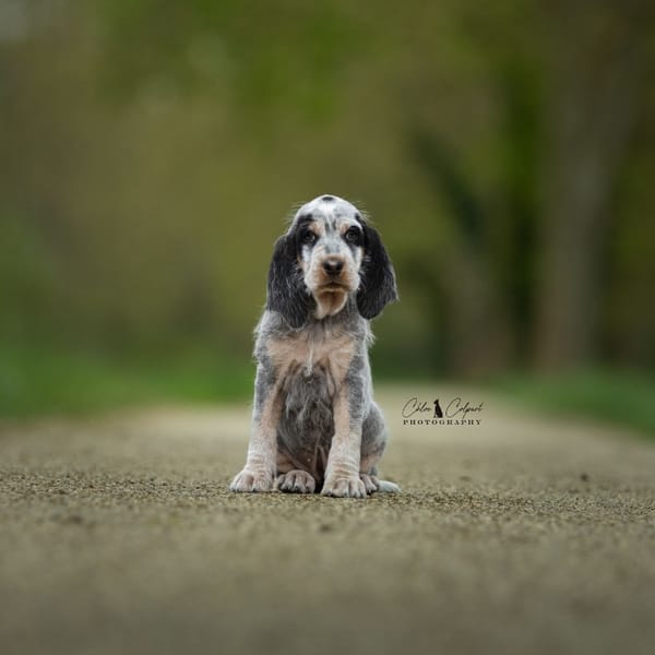 Beyla(reservée) — Bleu De Gascogne