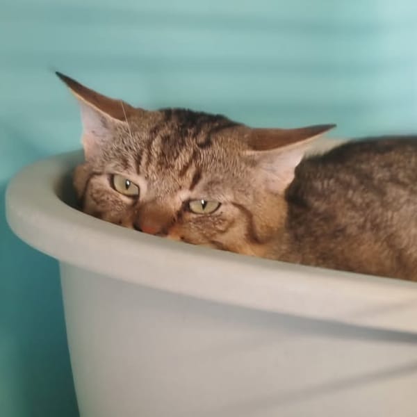 MICHOKO — Européen