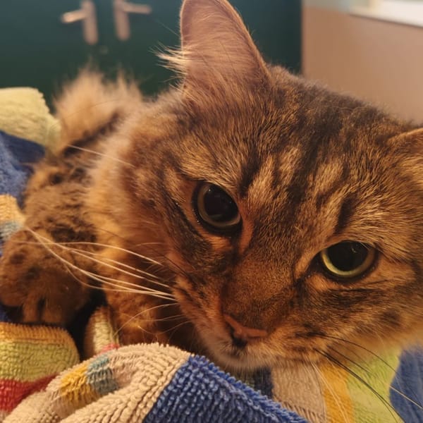 CEREALES — Européen