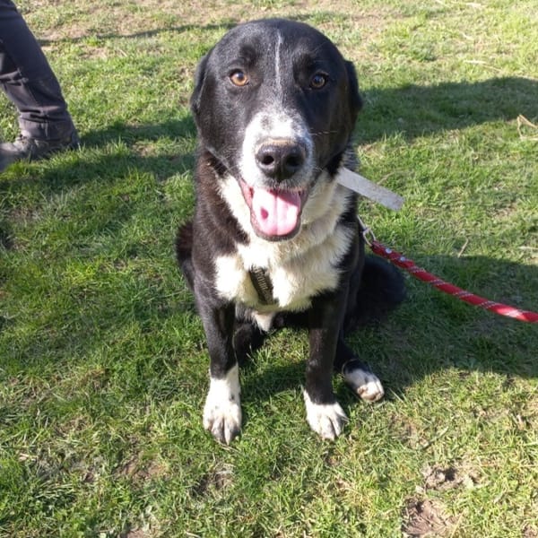 RALEIGH — Croisé / Autre