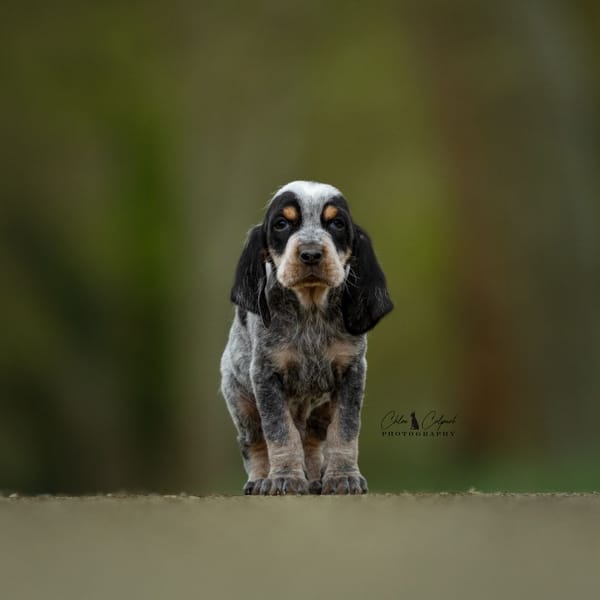 Brimir(reservé) — Bleu De Gascogne