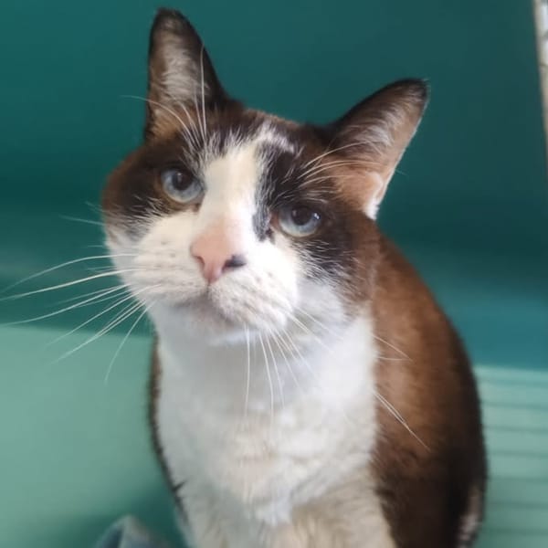 GASPARD — Croisé / Autre